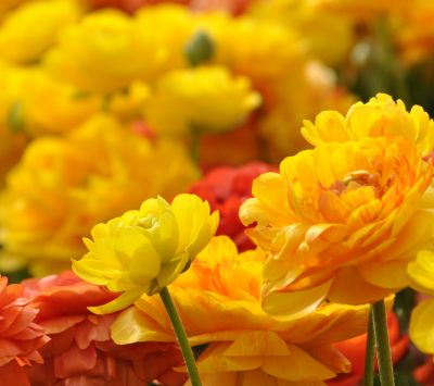 Fleurs Jaunes Vives