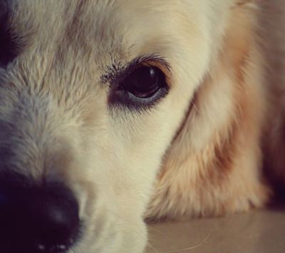 Chien Mignon en Gros Plan