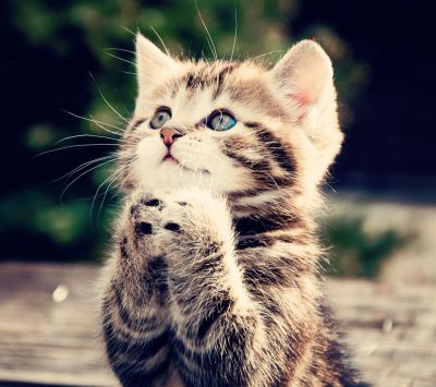 Chaton Mignon en Prière