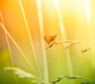Papillon sur l'Herbe