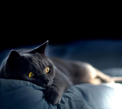 Chat Gris Mignon se Reposant