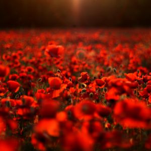 Champ de Coquelicots Rouges Vifs