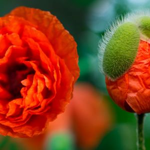 Pavots Orange Vifs