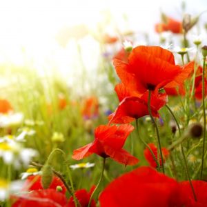 Champ de Coquelicots Vibrants