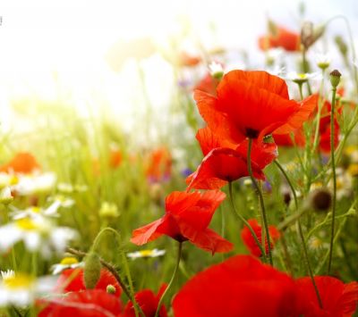 Champ de Coquelicots Vibrants