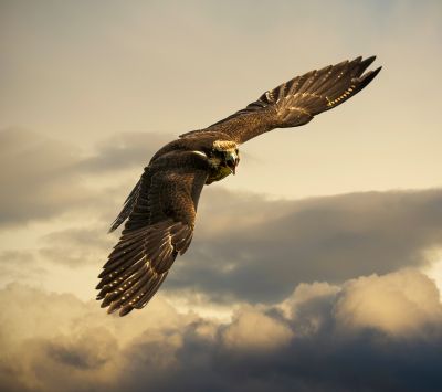 Aigle Majestueux en Vol