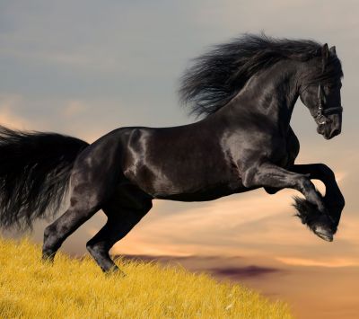 Cheval Noir Majestueux