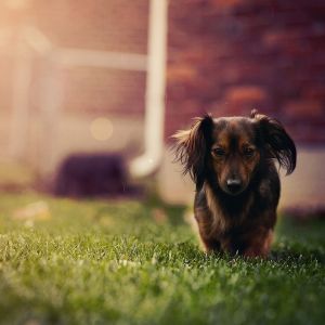 Chien mignon marchant sur l'herbe