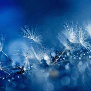 Graines de Pissenlit Bleues avec Rosée