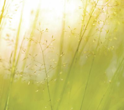 Fond Naturel Vert Doux