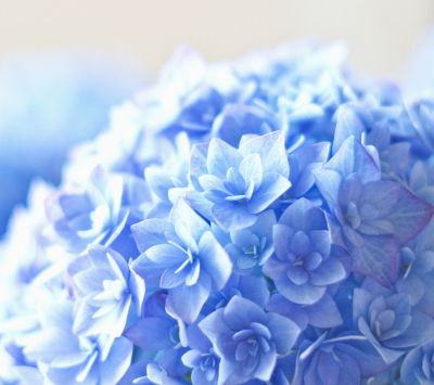 Fleurs d'Hortensia Bleues
