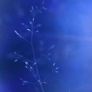 Nature Abstraite Bleue