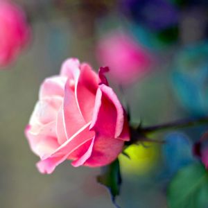Belle Rose Rose