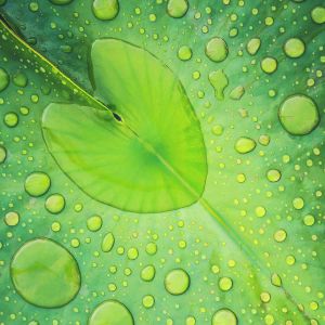 Feuille verte avec gouttes d'eau