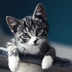 Mignon Chaton Tigré Gris