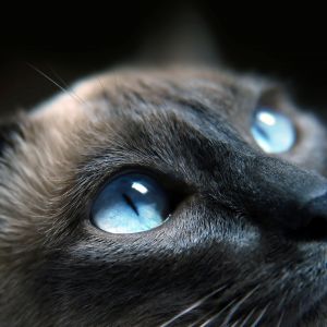 Chat Siamois Gros Plan