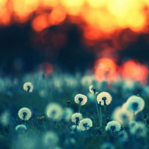 Pissenlits au coucher de soleil