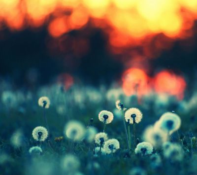 Pissenlits au coucher de soleil
