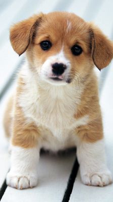 Chiot Mignon