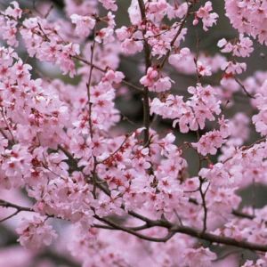 Beauté des Fleurs de Cerisier