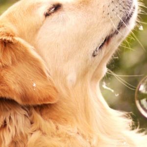 Golden Retriever avec des Bulles