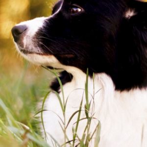 Portrait de Chien Noir et Blanc