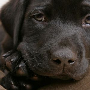 Mignon Chiot Labrador Noir