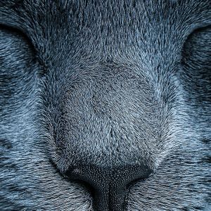 Gros plan d'un animal mignon