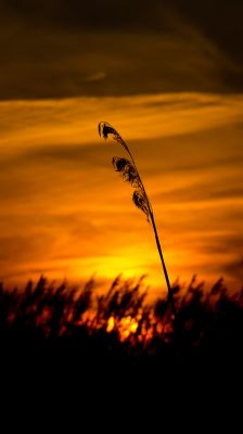 Silhouette au Coucher de Soleil