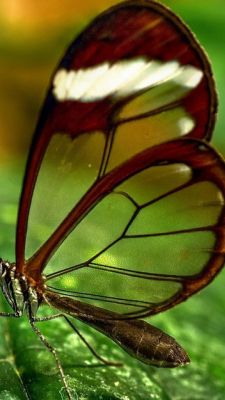 Papillon aux Ailes de Verre