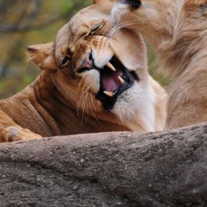Lions Joueurs