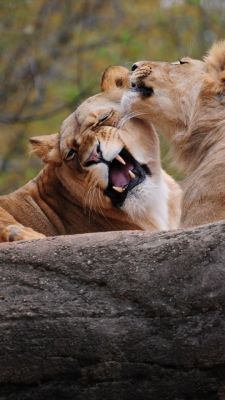 Lions Joueurs