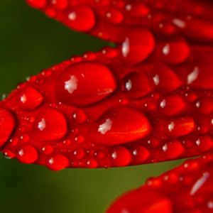 Pétales Rouges avec Gouttes de Rosée