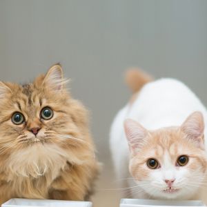 Chats Mignons Mangeant Ensemble