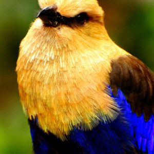 Portrait d'Oiseau Coloré