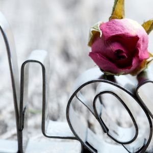 Amour et rose
