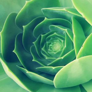 Spirale de Succulente Verte