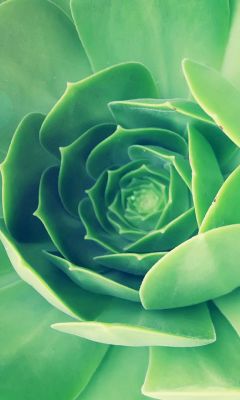 Spirale de Succulente Verte