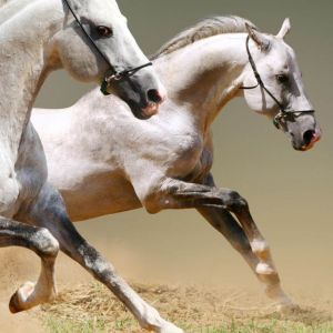 Chevaux au Galop