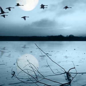 Lac Éclairé par la Lune avec Oiseaux