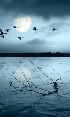 Lac Éclairé par la Lune avec Oiseaux
