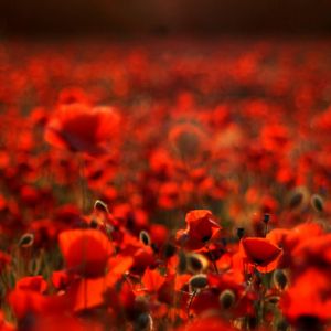 Champ de Coquelicots Vibrants