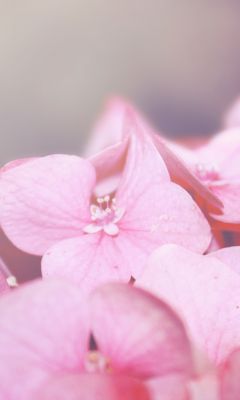 Belles Fleurs Roses