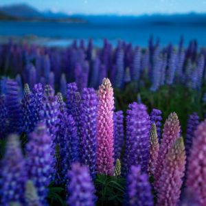 Lupins Violets Vibrants