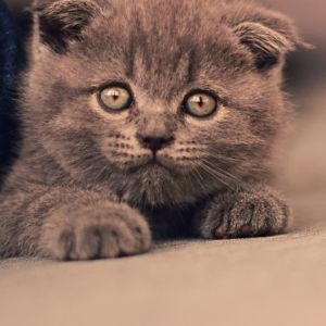 Mignon Chaton Gris