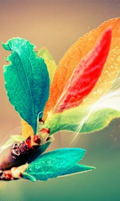 Feuilles Colorées dans la Nature