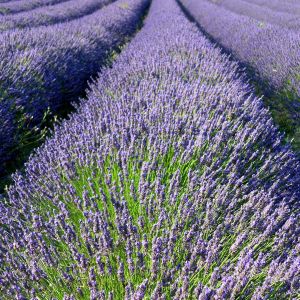 Champs de Lavande en Fleurs