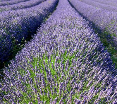 Champs de Lavande en Fleurs