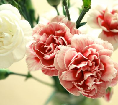 Beau Bouquet de Œillets