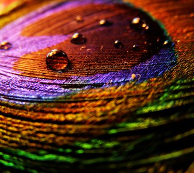 Plume de Paon Colorée
